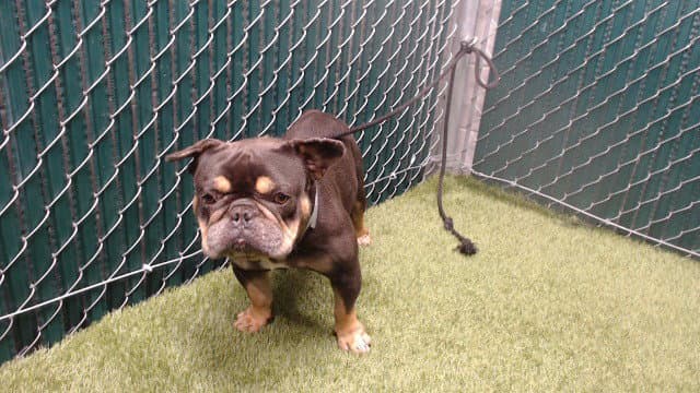 Apollo - French Bulldog