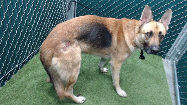 Ash - German Shepherd Dog