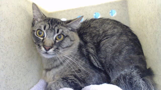Tiger - Domestic Medium Hair