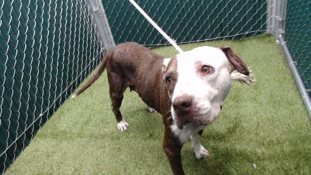 Fatu - Pit Bull Terrier