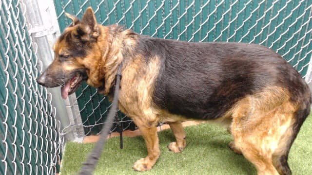Lobo - German Shepherd Dog
