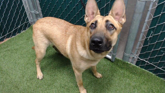 Luna - Belgian Shepherd Malinois