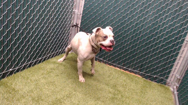 Firu - Pit Bull Terrier