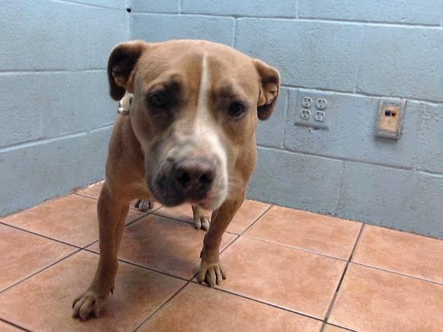 Peline - Pit Bull Terrier