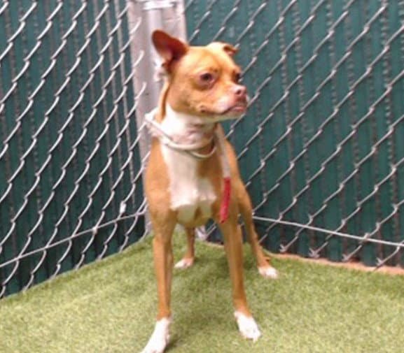 Pootie - Chihuahua