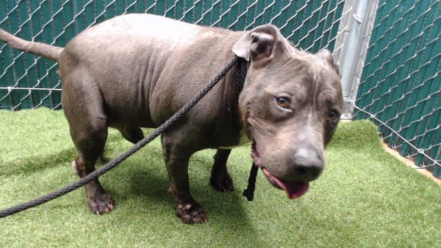 Mr Hippo - Pit Bull Terrier