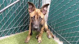Fido image 1