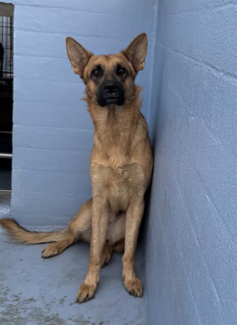 Ace - German Shepherd Dog
