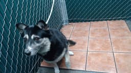 Lucy image 1