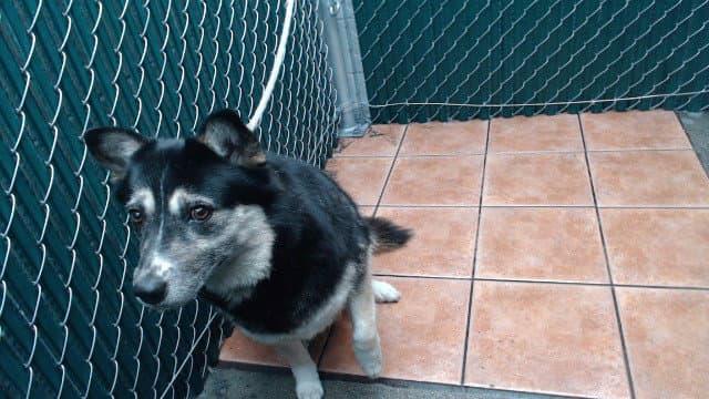 Lucy - German Shepherd Dog