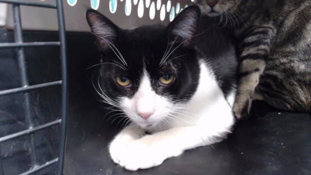 Fellini - Domestic Short Hair
