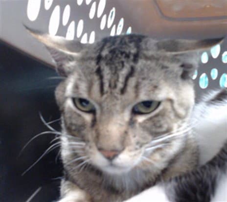 Godard - Domestic Short Hair