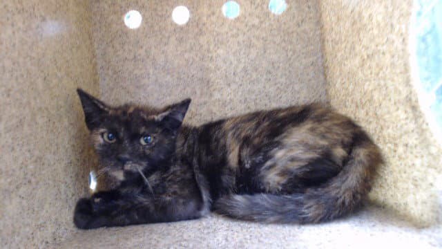 Shayla - Domestic Short Hair