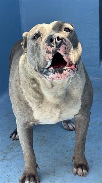Moo Moo - Pit Bull Terrier