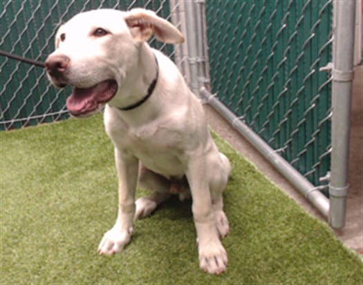 Snoopy - Labrador Retriever