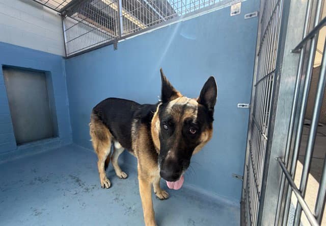 Xanny - German Shepherd Dog