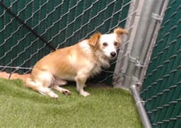 Coco image 1