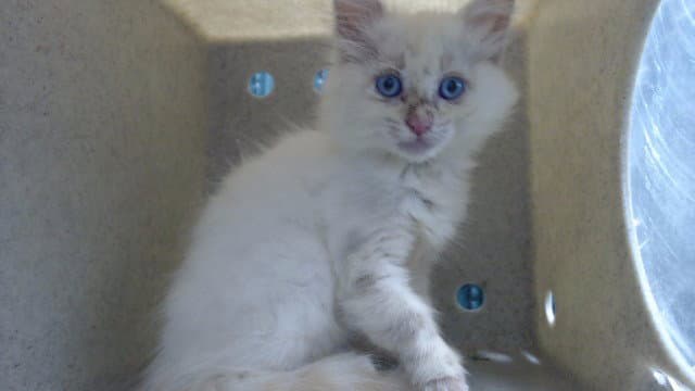 Bubbles - Domestic Long Hair
