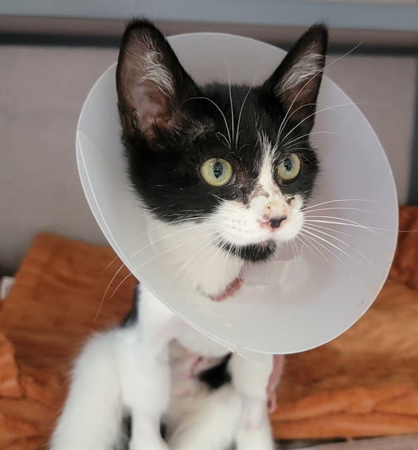 Dusik - Domestic Short Hair