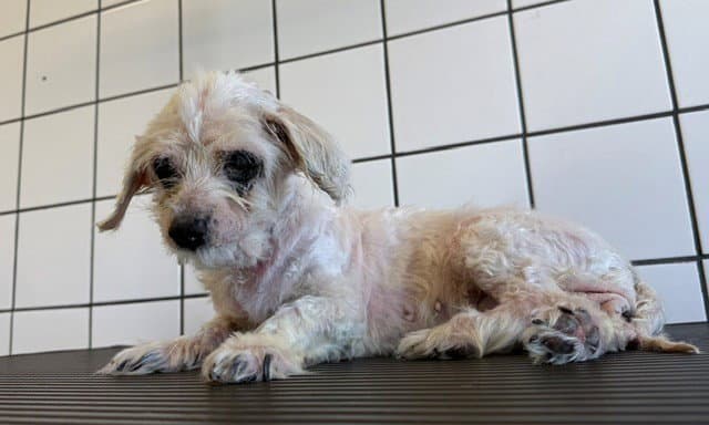 Monique - Maltese