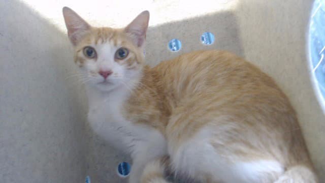 Chicken Nugget - Domestic Short Hair