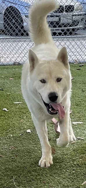 Polaris - German Shepherd Dog