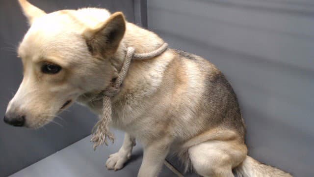 Mila - Siberian Husky