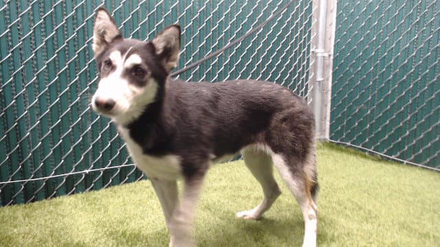 Raspberry - Siberian Husky