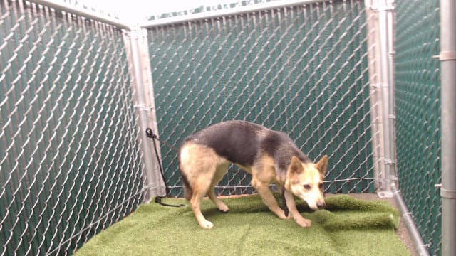 Lady - German Shepherd Dog