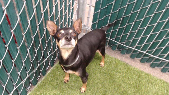 Esmeralda - Miniature Pinscher