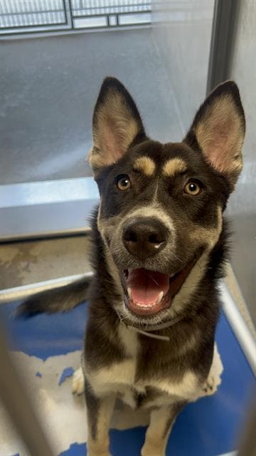 Sally - Husky