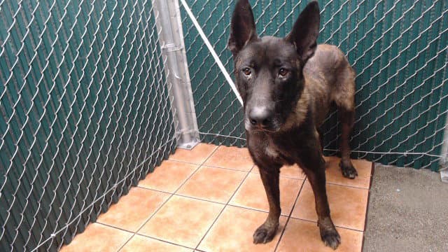 Taz - Belgian Shepherd Malinois
