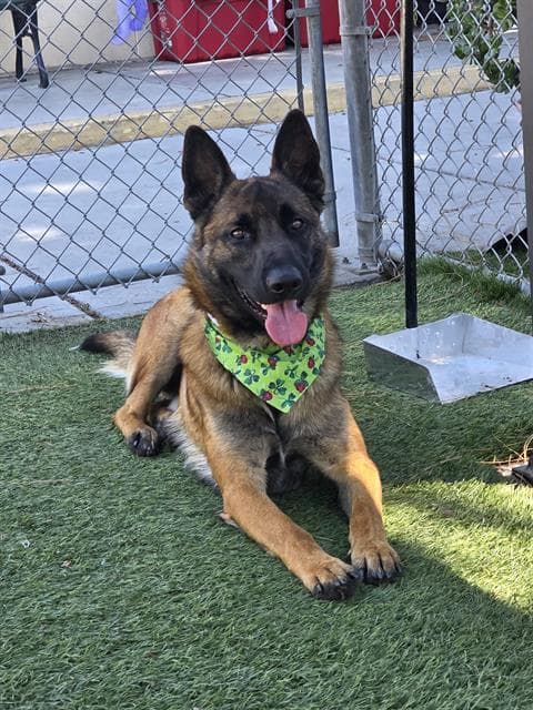 Boo-Boo - Belgian Shepherd Malinois