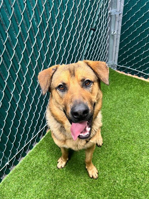 Lemon - German Shepherd Dog