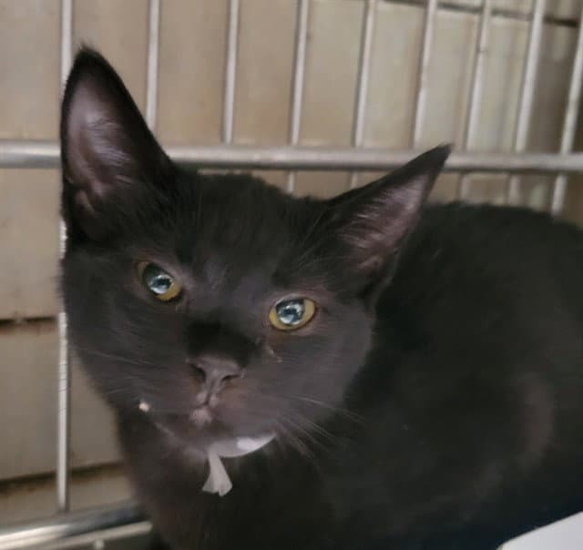 Lala - Domestic Short Hair