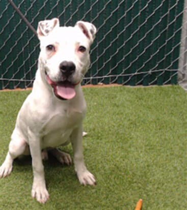 Nico - Pit Bull Terrier