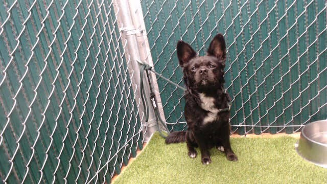 Butch - Cardigan Welsh Corgi