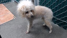 Bella image 1