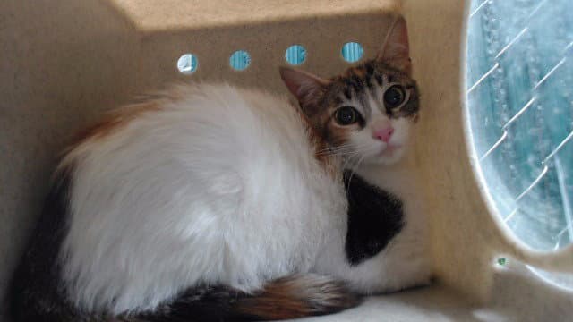 Coco - Domestic Short Hair