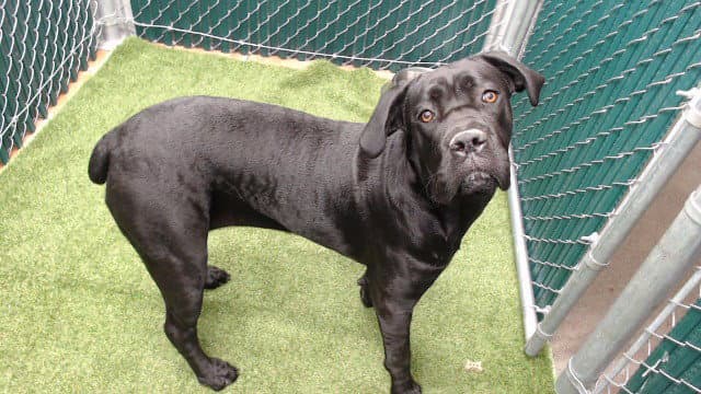 Spooky - Cane Corso Mastiff
