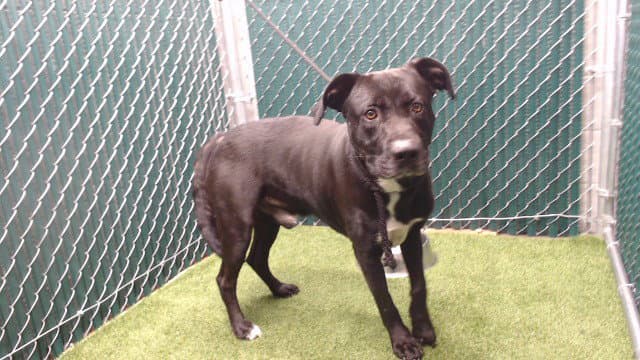 Oreo - Labrador Retriever