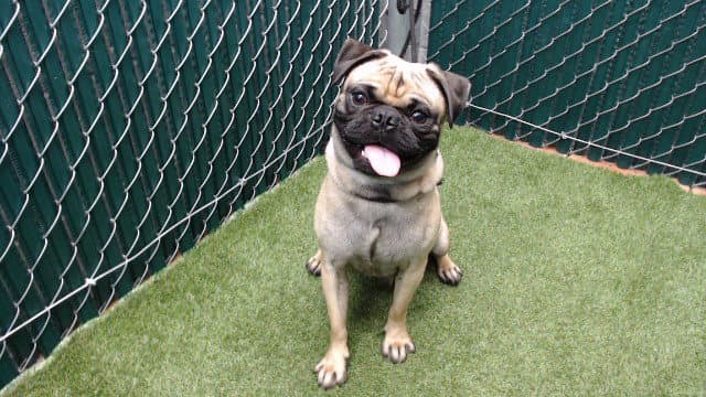 Choco - Pug