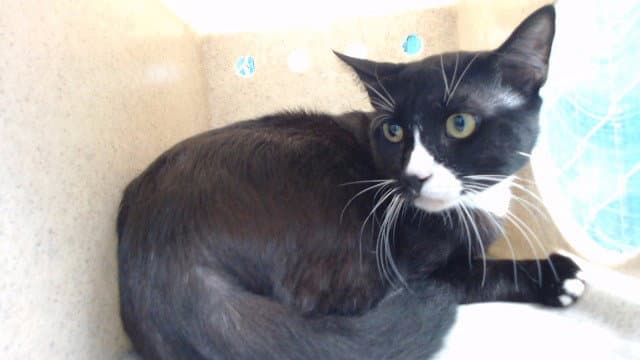 Jack - Domestic Short Hair