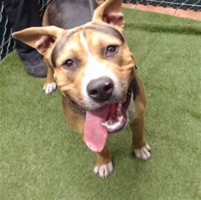 Starsky - Pit Bull Terrier