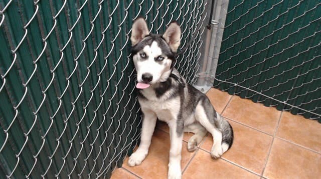 Rocky - Siberian Husky