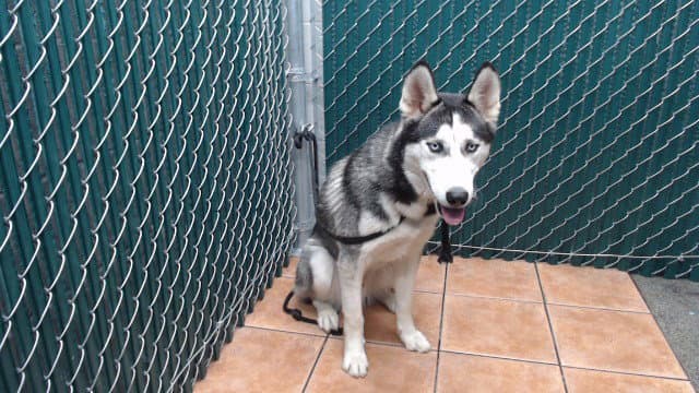 Rocky - Siberian Husky