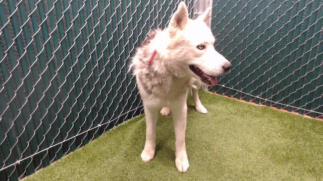 Bunny - Siberian Husky