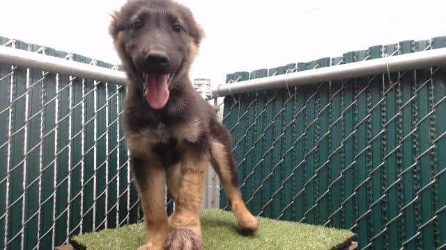 Roma - German Shepherd Dog