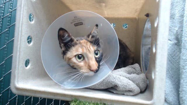 Museti - Domestic Short Hair