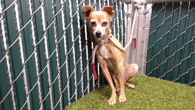 Jenna - Chihuahua